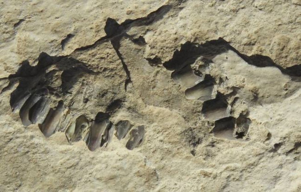 120,000-Year-Old Footprint Found In Saudi Arabia