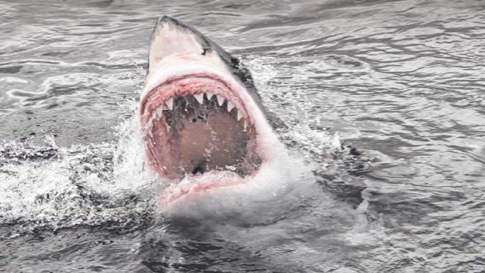 Shark Attack Kills Man Off Australia's Northwest Coast 