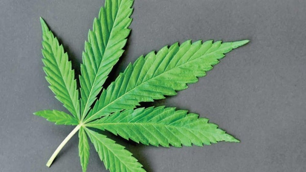 Lawmakers In US Push For Cannabis Decriminalisation