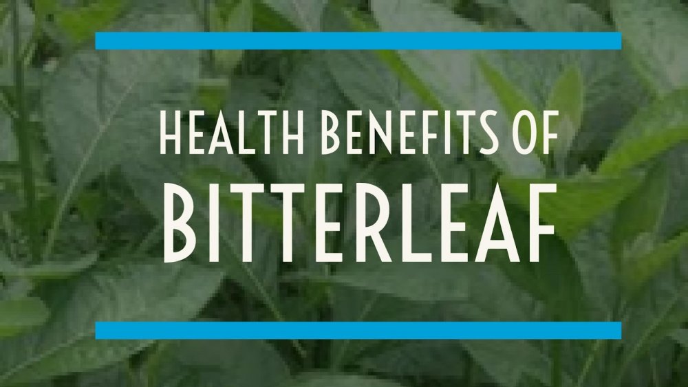 7 Surprising Bitter Leaf Health Benefits ( & SIDE Effeccts)