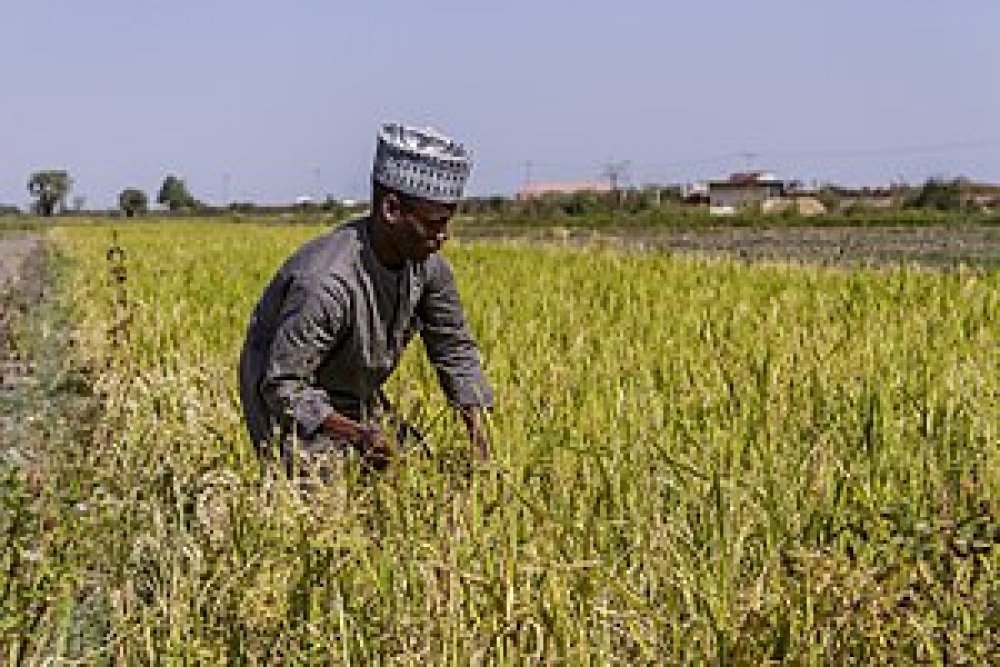 Nigeria Must Increase Global Awareness Of Its Agricultural C