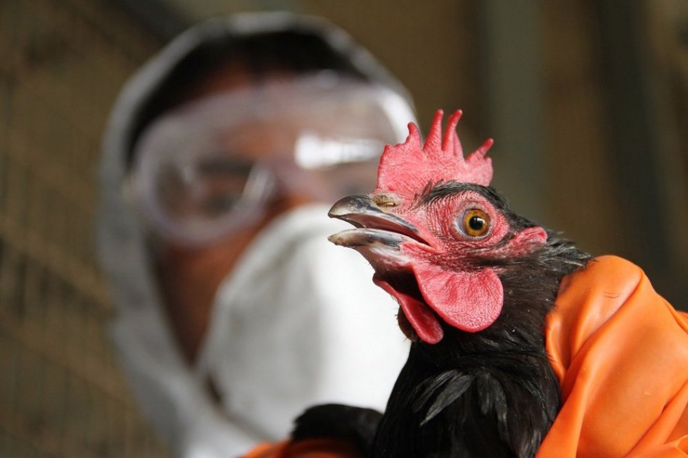 Bird Flu: Bauchi Kills 27,000 Birds To Curtail Spread