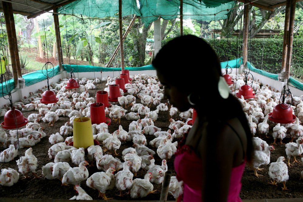 Female Farmers In Nigeria Prefer Poultry Farming – World B