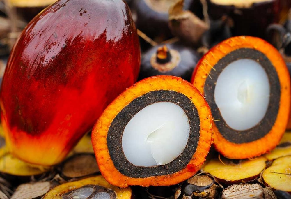 Revitalised Okitipupa Oil Palm to Pay Dividends After 27 Yea