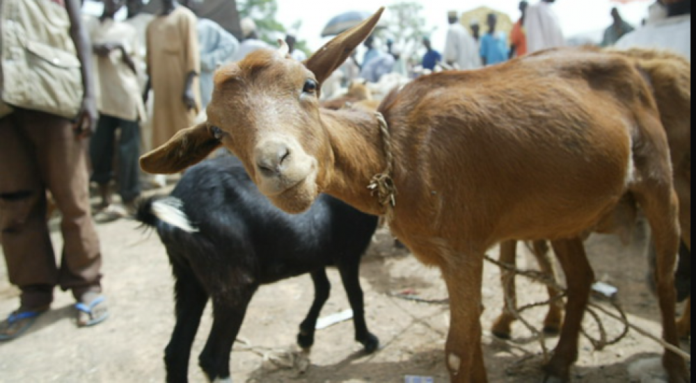 Ebonyi Court Remands 3 For Stealing Goats