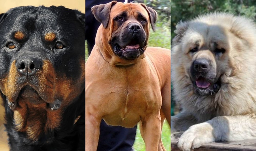 10 Best Dog Breeds For Security