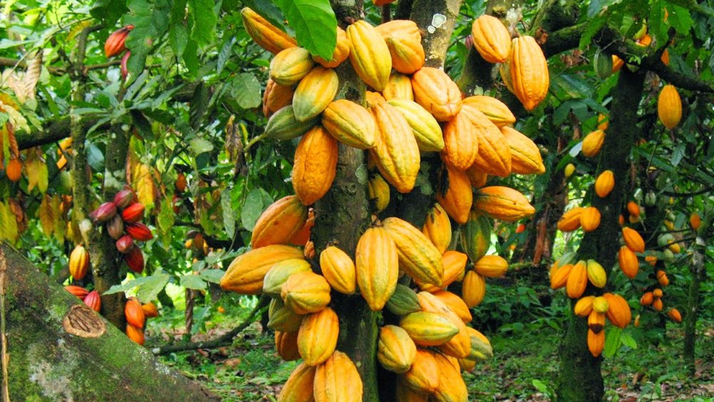  Farmers In Osun Receive 100,000 Cocoa Seedlings From State