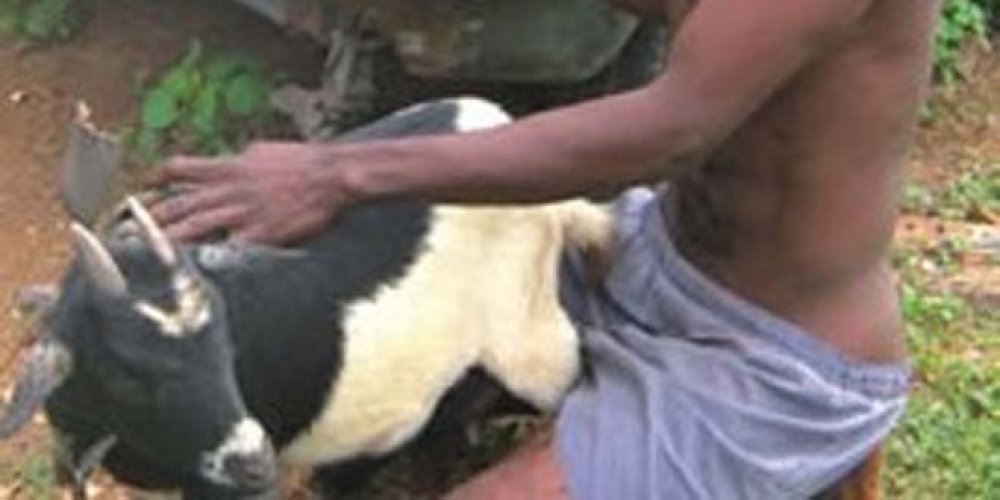 25-Year-Old Man Arrested For Having Sex With Goat 